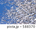 綿雪の花