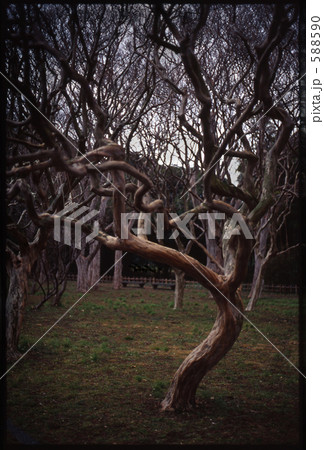 「老木」の写真素材