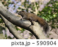 日本に帰化したタイワンリス