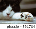 猫の手【肉球】