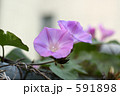 ひるがお