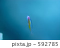 592785