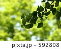 592808