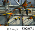 592971