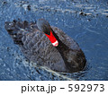 592973