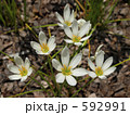 592991