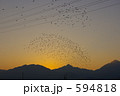 夕陽に群れ飛ぶ