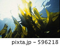 葉山海岸のカジメ林