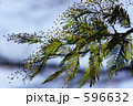 フサアカシアの蕾