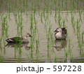 鴨のお仕事