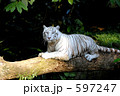 シンガポール動物園のホワイトタイガー