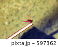 蜻蛉一匹