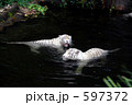 シンガポール動物園のホワイトタイガー
