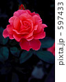 紅の薔薇