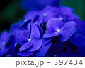 紫陽花