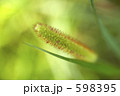ねこじゃらし