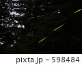 ホタルのヒカリ