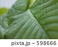 ウンベラータの葉　001