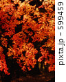 紅葉 15
