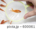金魚すくい
