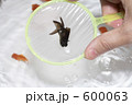 金魚すくい