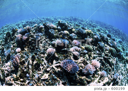 海 珊瑚 サンゴ