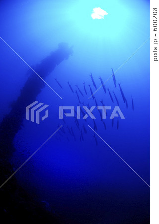 「カマス 魚群 沈没船 マスト 」の写真素材 「カマス 魚群 沈没船 マスト 」の写真素材