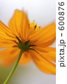 オレンジ色の花