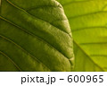 ウンベラータの葉　002