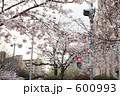桜と赤信号