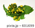 菜の花