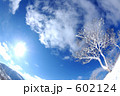 青空と樹氷
