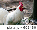 にわとり