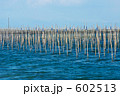 林立する海苔養殖の竹竿