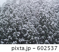 杉山に雪降り続く