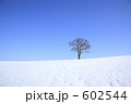 雪原　一本の木