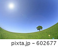 一本の木