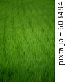 603484