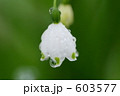 603577