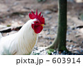ニワトリ