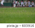 野球場に咲くねじ花