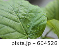 ウンベラータの葉　003