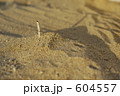 604557