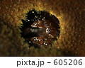 605206