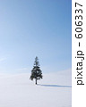 北海道　クリスマスツリーの木