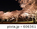 はままつフラワーパークの夜桜