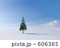 北海道 クリスマスツリーの木