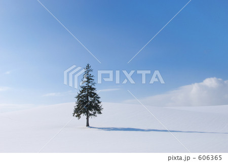 「北海道 クリスマスツリーの木」の写真素材