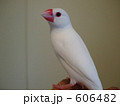 606482
