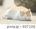 お昼寝